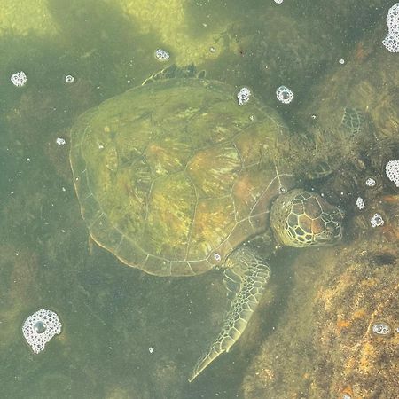 Вилла Refugio Na Frente Do Mar Em Ilha De Araujo Парати Экстерьер фото